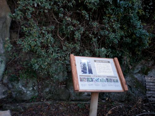 滝周辺の樹種案内